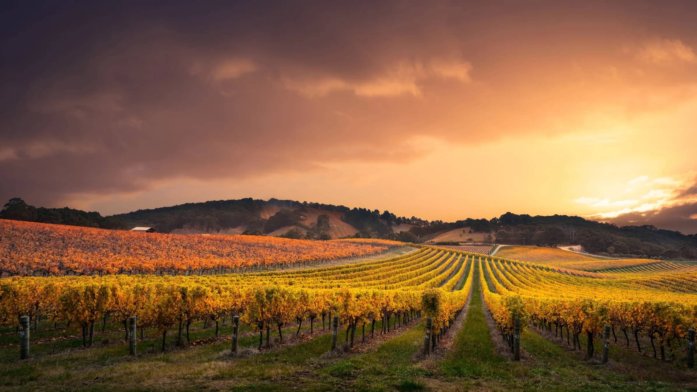 Rows of vines across rolling hills at sunset